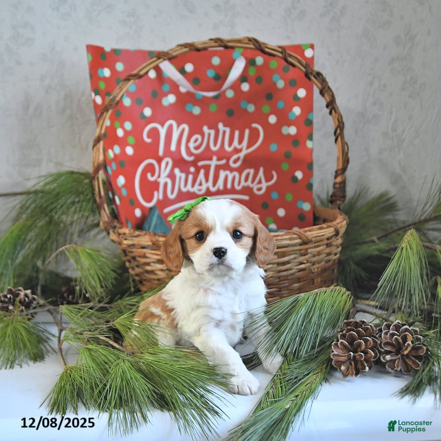 Cavalier King Charles Spaniel dogs Elf - Ad 30