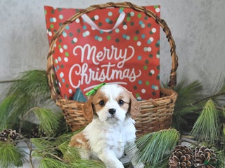 Cavalier King Charles Spaniel dogs Elf - Ad 15