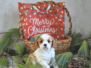 Cavalier King Charles Spaniel dogs Elf - Ad 23