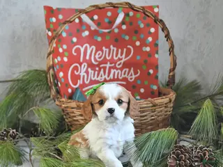 Cavalier King Charles Spaniel dogs Elf - Ad 37