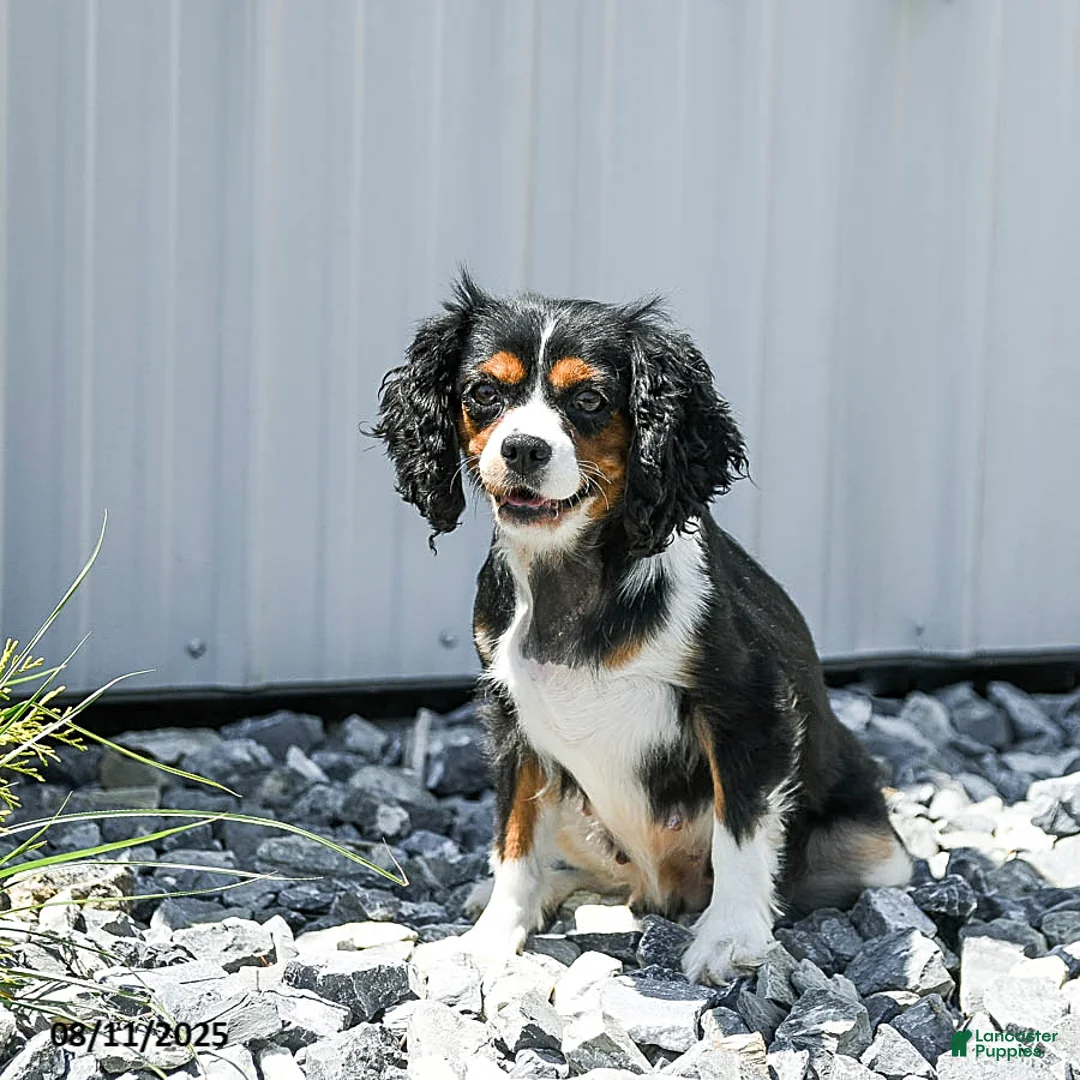 Cavapoo dogs for sale: Custard - Ad 6