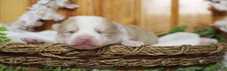 Pomsky dogs for sale: Merrick  - Ad 4