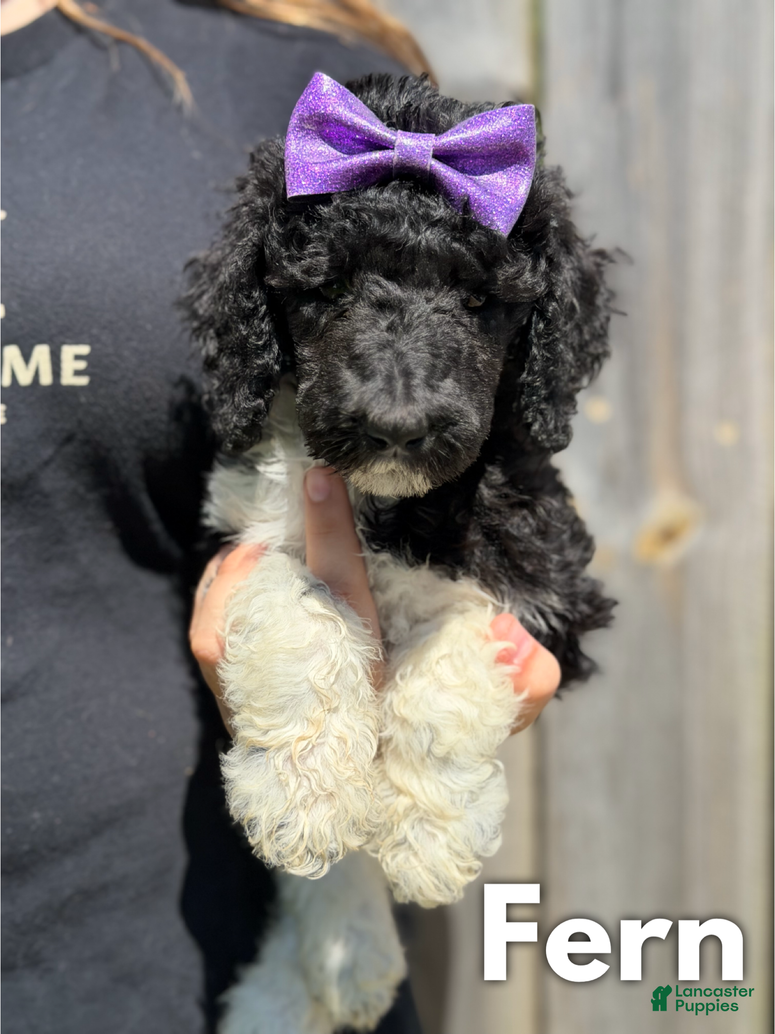 Standard Poodle dogs Fern - AKC - Ad 31
