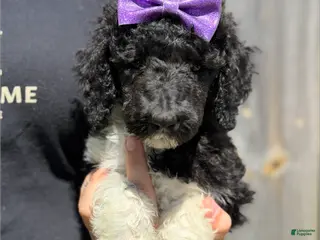 Standard Poodle dogs Fern - AKC - Ad 16