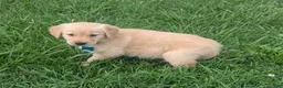 Golden Retriever dogs for sale: Ruby - Ad 6