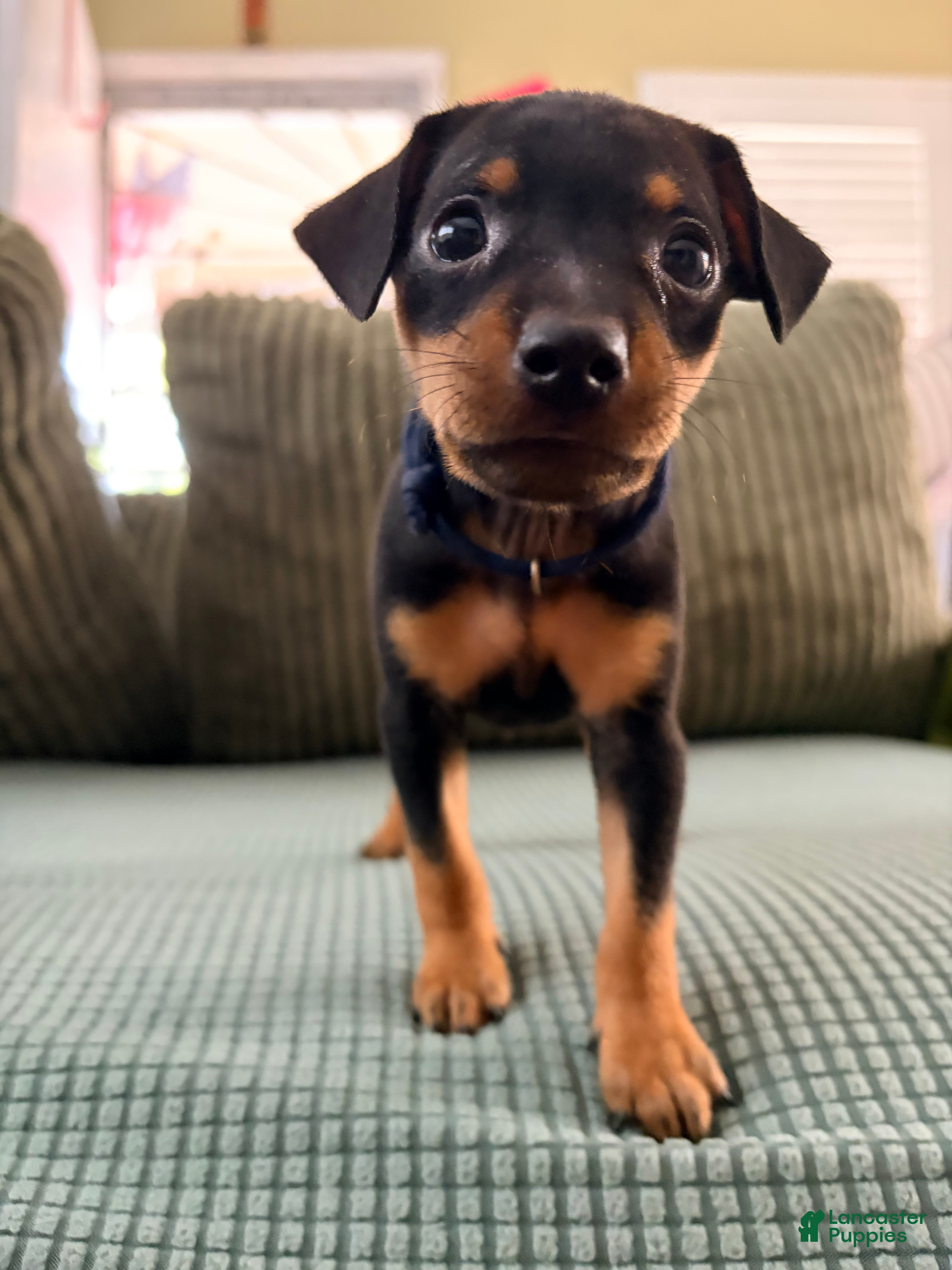 Miniature Pinscher dogs Leo - Ad 40