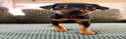 Miniature Pinscher dogs for sale: Leo - Ad 1