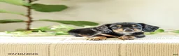 Miniature Dachshund dogs for sale: Auburn - Ad 4