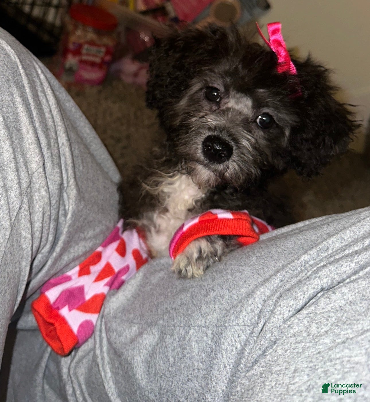 Yorkiepoo dogs Yorkiepoo Puppy 1 - Ad 4