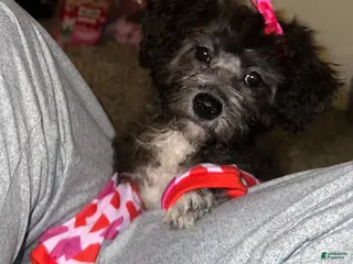 Yorkiepoo dogs Yorkiepoo Puppy 1 - Ad 1