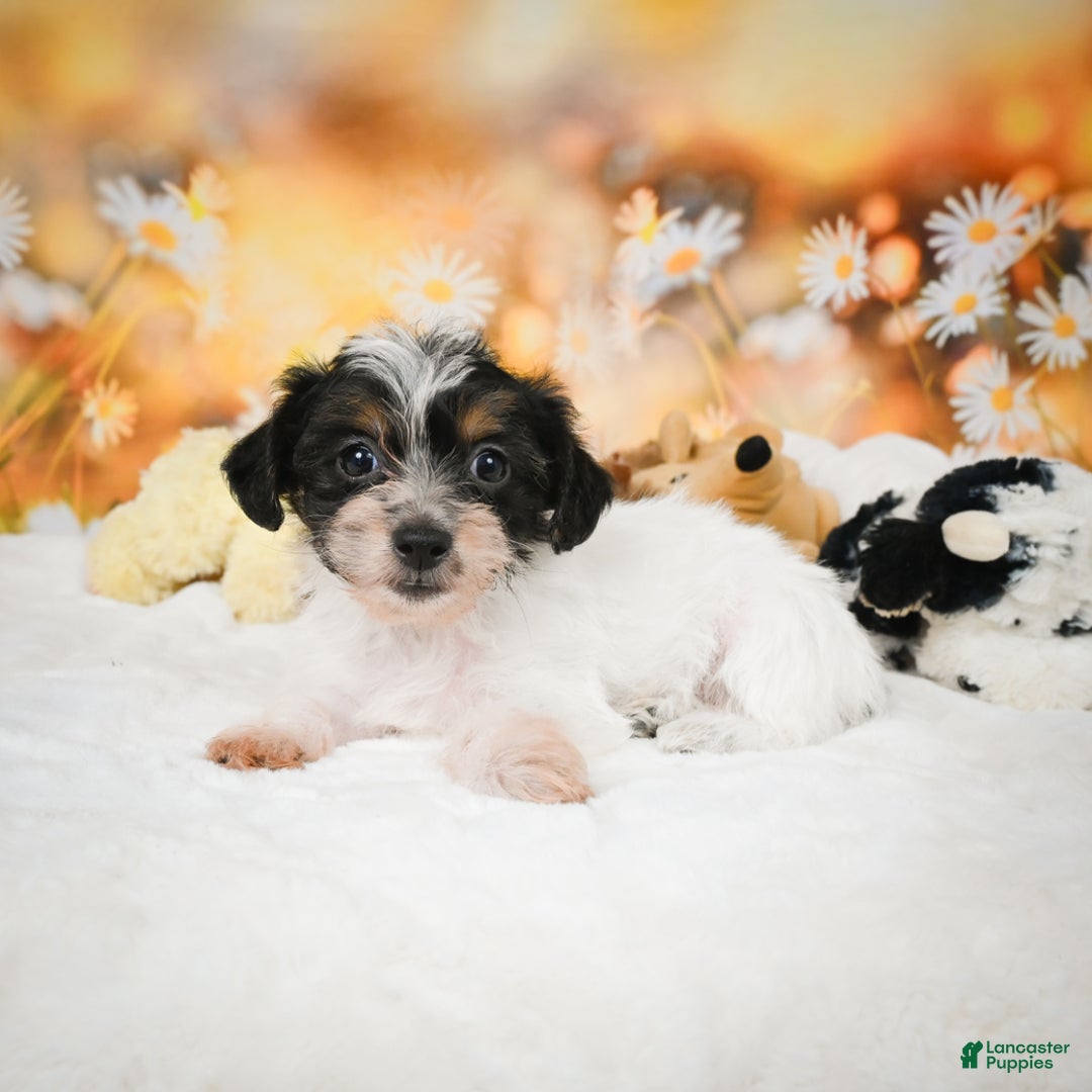 Yorkiepoo dogs for sale: Oakley - Ad 10
