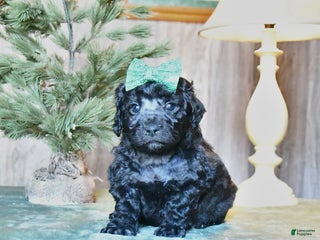 Mini Aussiedoodle dogs Onyx - Ad 21