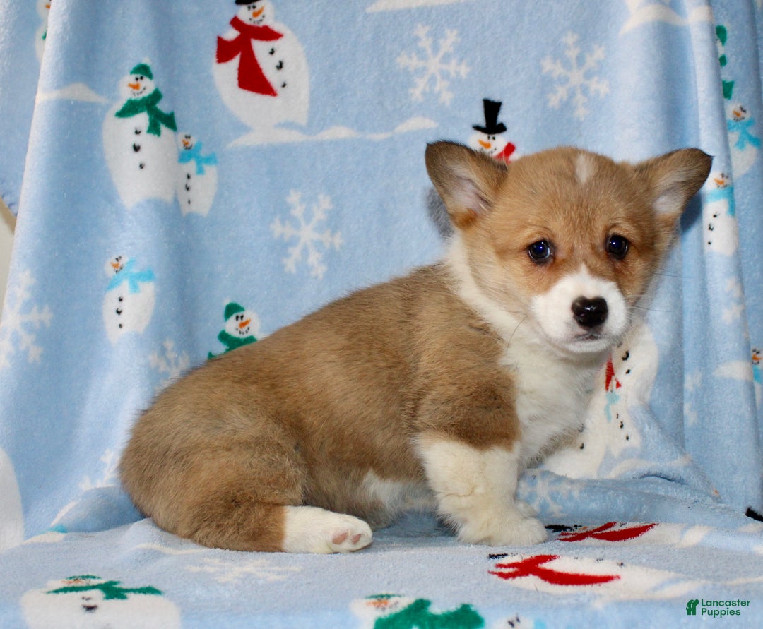 Welsh Corgi Pembroke dogs for sale: Ajax - Ad 5