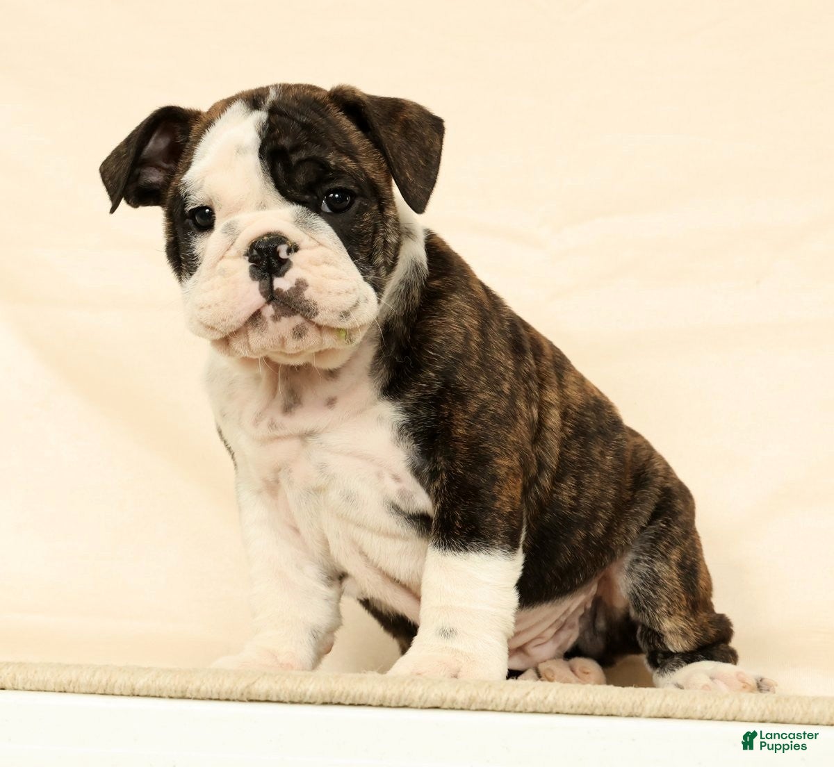 English Bulldog dogs Zayne - Ad 1