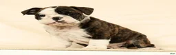 English Bulldog dogs for sale: Zayne - Ad 1