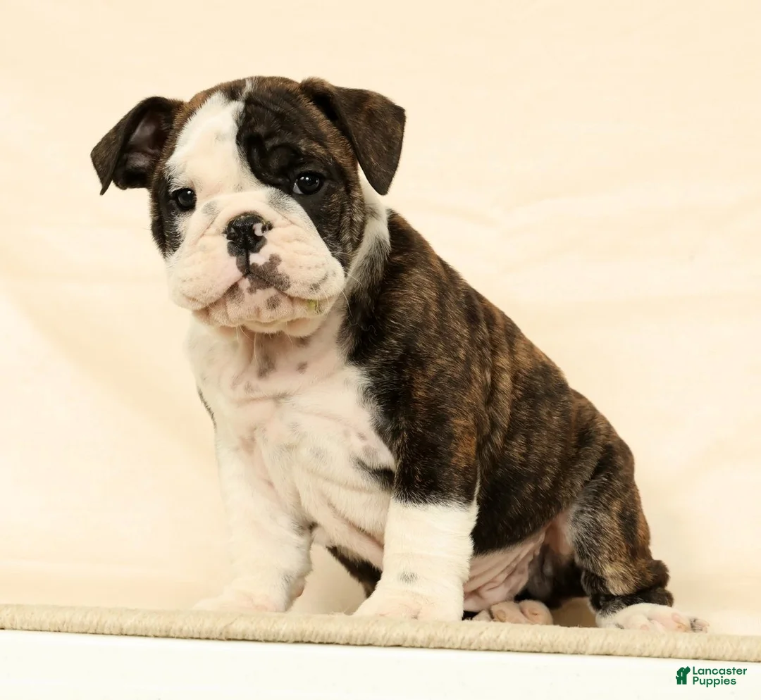 English Bulldog dogs for sale: Zayne - Ad 1