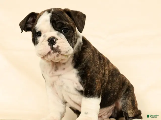 English Bulldog dogs for sale: Zayne - Ad 1