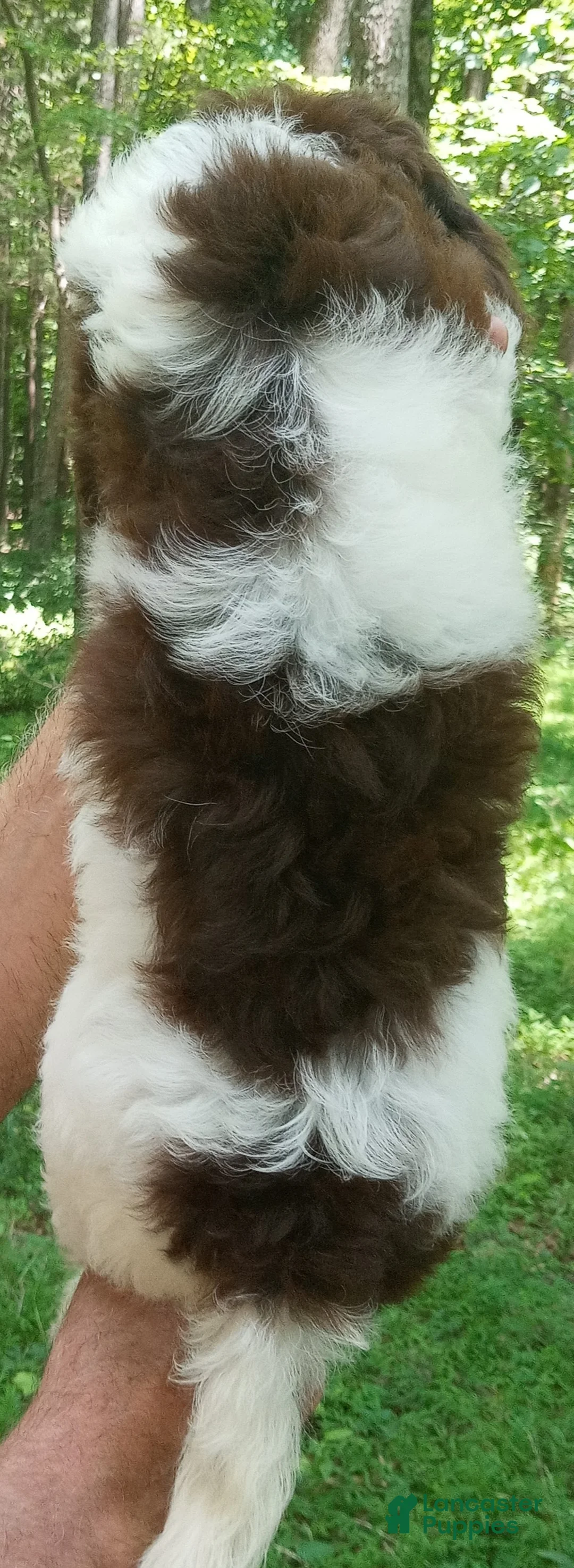 Cockapoo dogs for sale: "Rakia" $350 Elizabeth, IN / Louisville, KY - Ad 2