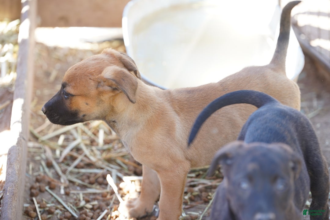Belgian Malinois dogs for sale: Mali M fawn - Ad 6
