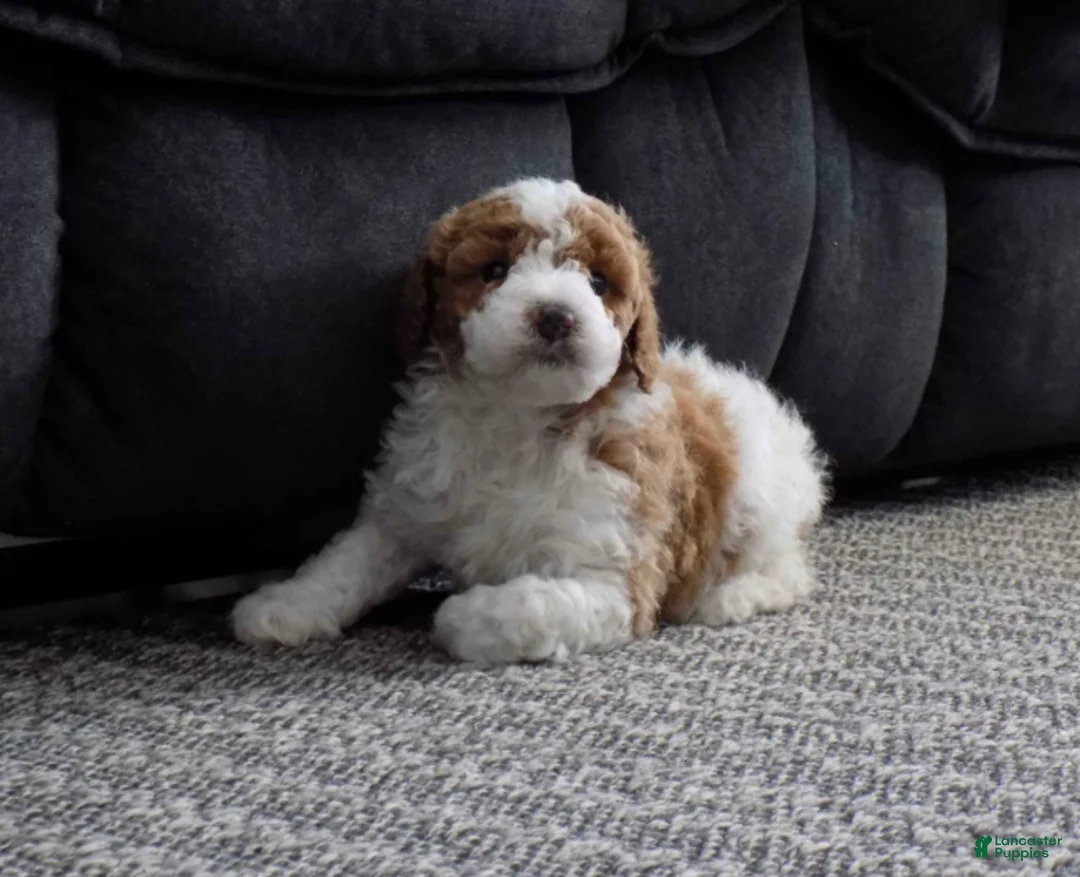 Miniature Poodle dogs for sale: Rocky - Ad 1