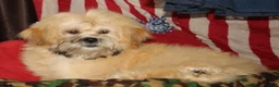 Shihpoo dogs for sale: Luke - Ad 5