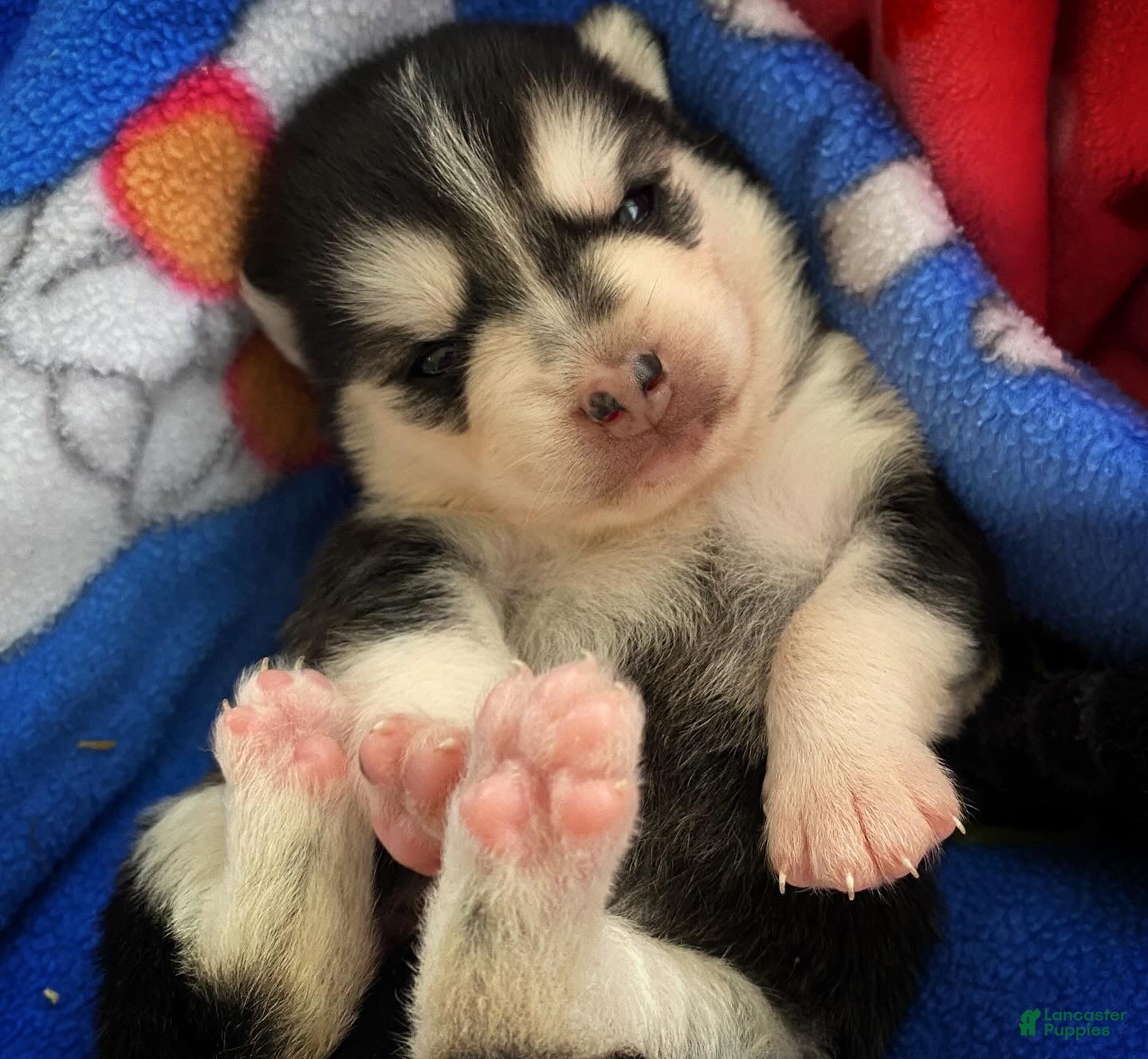 Pomsky dogs Reba  - Ad 1