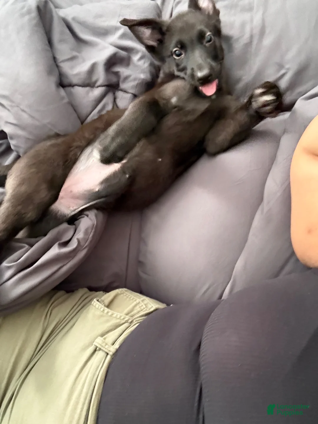 German Shepherd dogs for sale: German Shepherd 1 - Ad 4