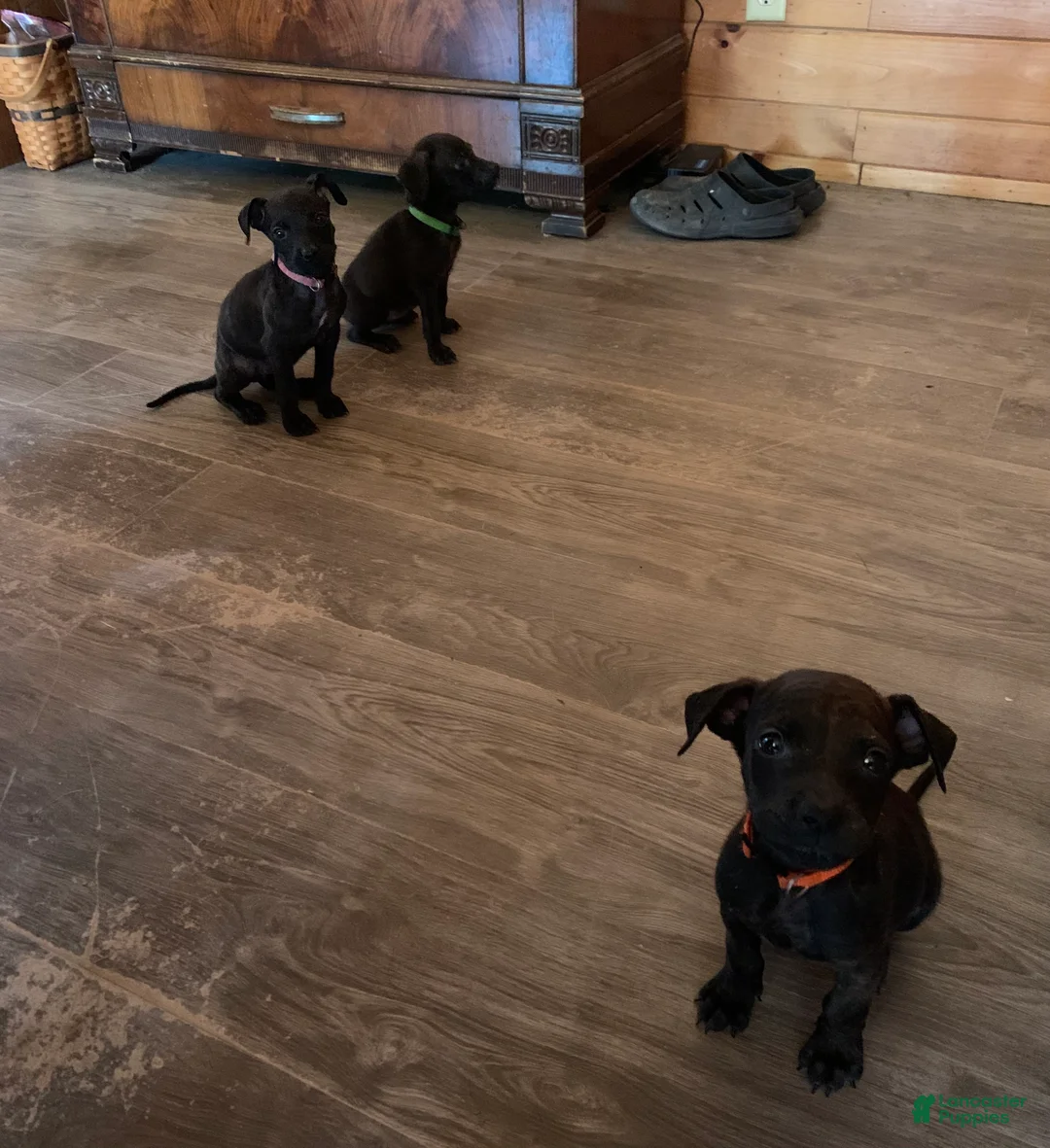 Mixed Breed dogs for sale: Mixed Breed 2 - Ad 1