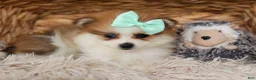 Pomeranian dogs for sale: Frankie 🐶 - Ad 16