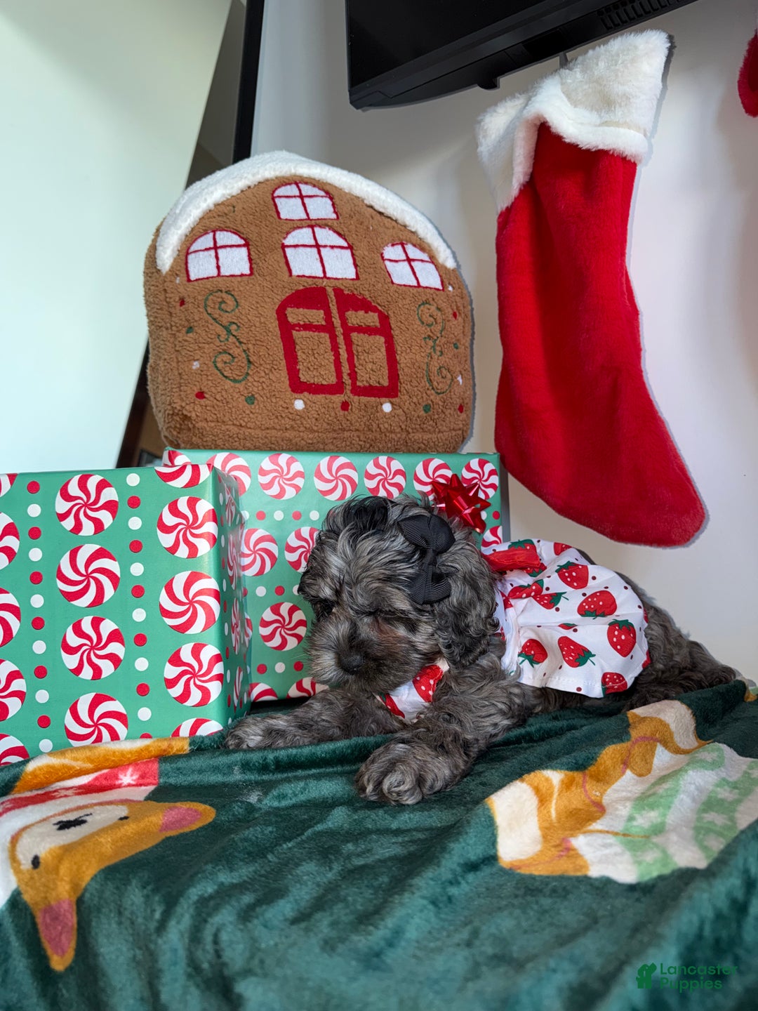 Cockapoo dogs for sale: Bluey - Ad 3