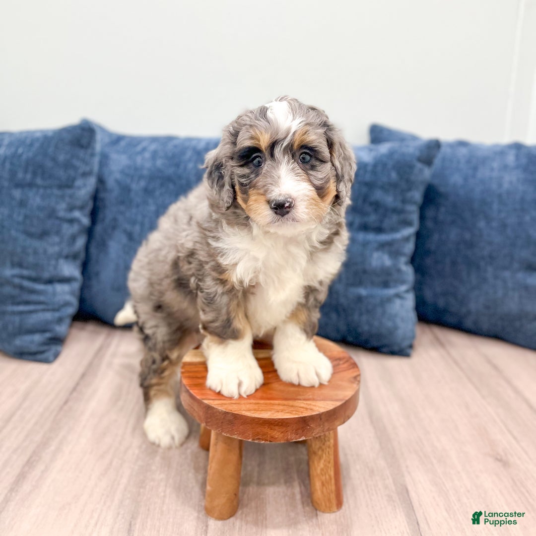 Mini Bernedoodle dogs for sale: Rocket - Ad 8