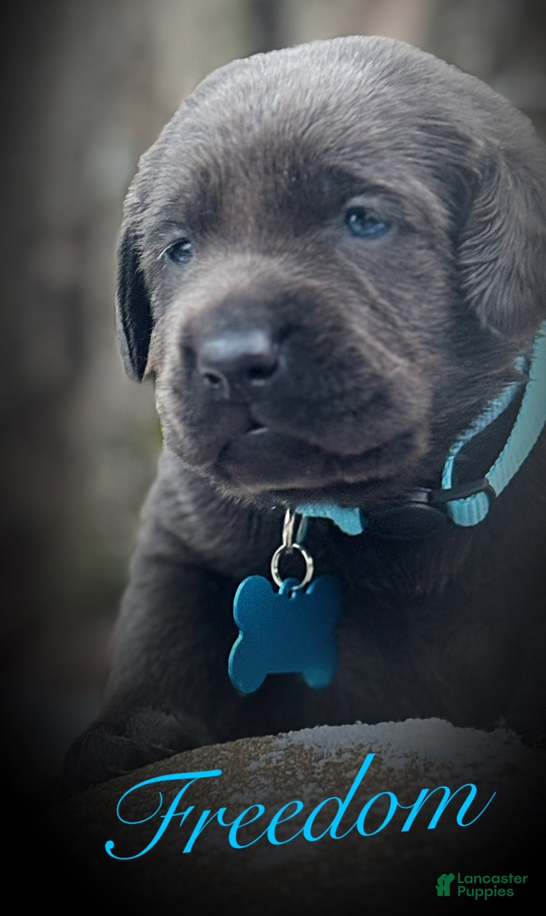 Labrador Retriever dogs for sale: Labrador Retriever Puppy 1 - Ad 13