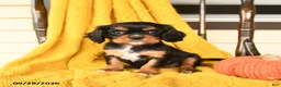 Cavalier King Charles Spaniel dogs for sale: Poppy - Ad 1