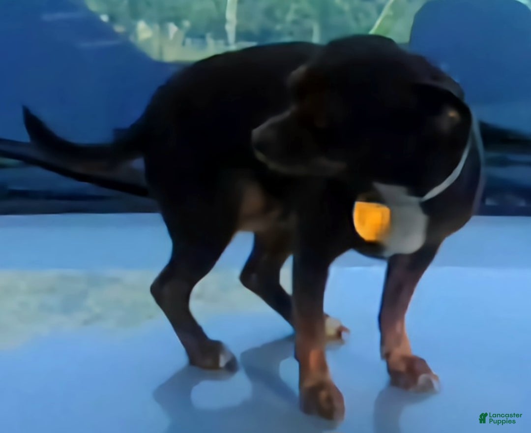 Chihuahua dogs for sale: Rocky - Ad 16