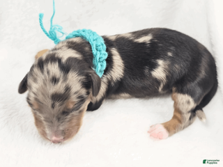 Miniature Dachshund dogs Tulip - Ad 4