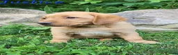 Labrador Retriever dogs for sale: Justice  - Ad 3
