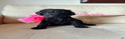 Standard Poodle dogs for sale: Poppy  - Ad 1