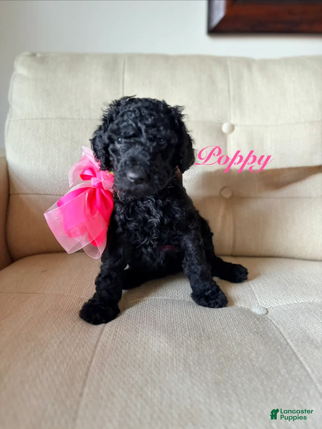 Standard Poodle dogs for sale: Poppy  - Ad 1