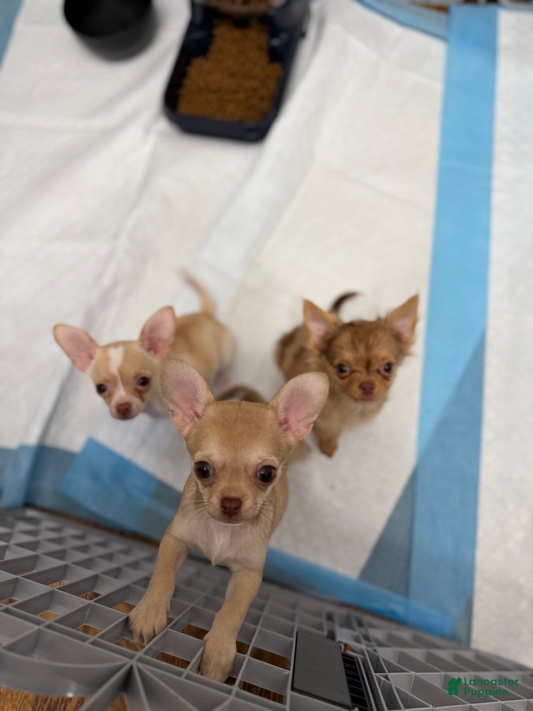 Chihuahua dogs for sale: Luna - Ad 2