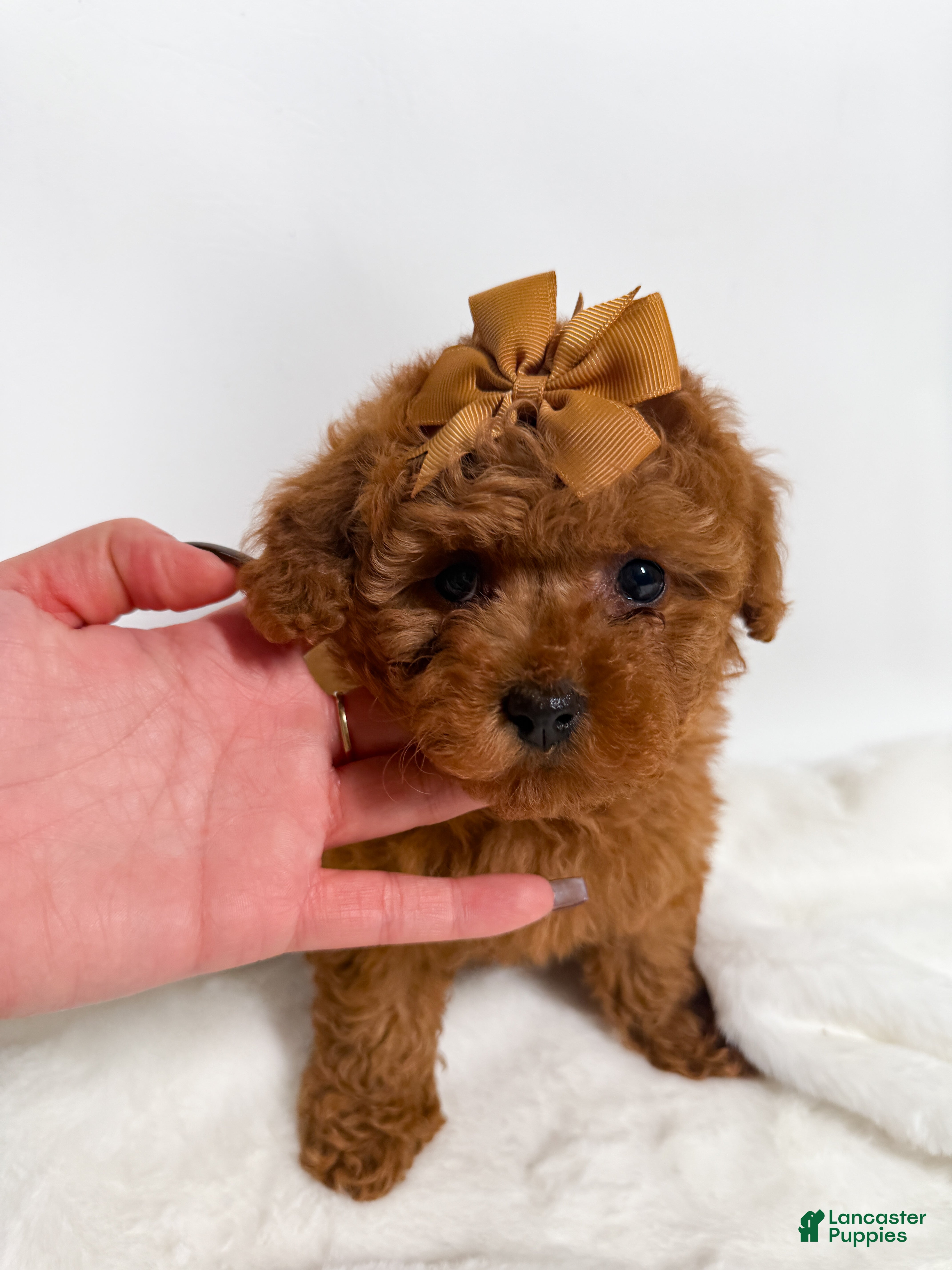 Toy Poodle dogs Tiny Lilly  - Ad 2