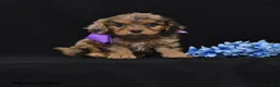 Cavapoo dogs for sale: Naomi - Ad 1