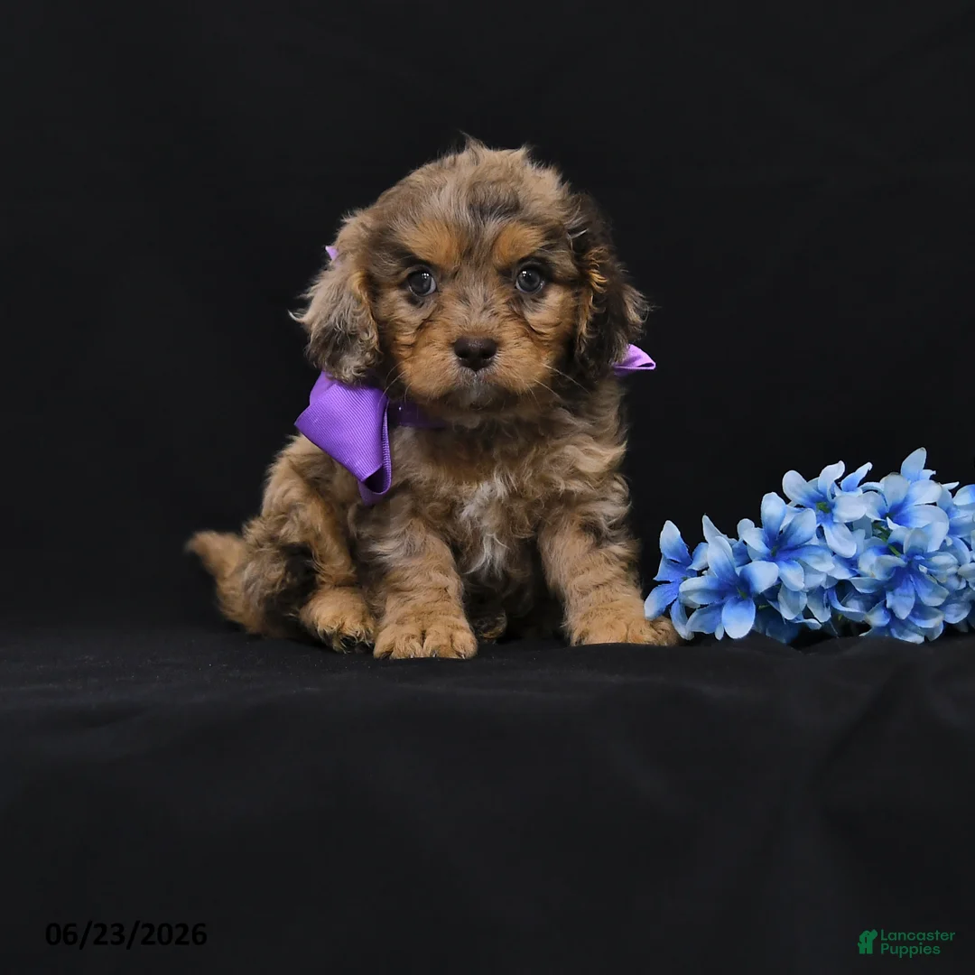 Cavapoo dogs for sale: Naomi - Ad 1