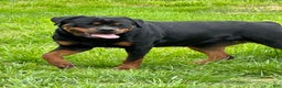 Rottweiler dogs for sale: Rottweiler Puppy 1 - Ad 4