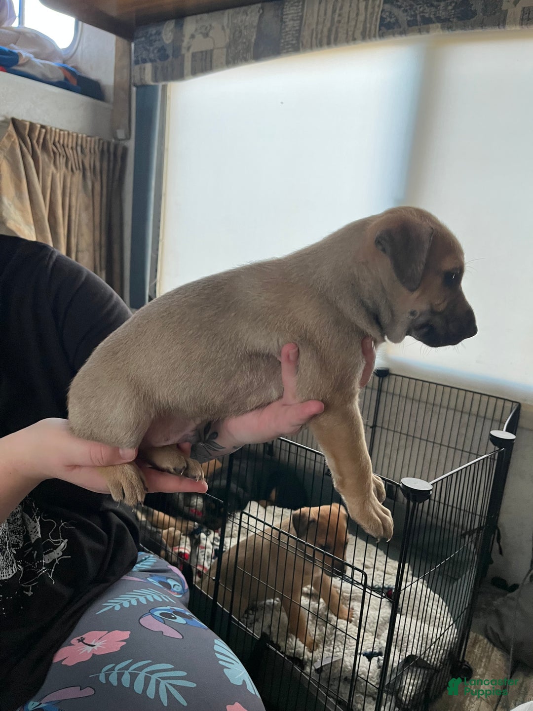 Mixed Breed dogs for sale: Mixed Breed Puppy 3 - Ad 12