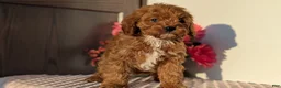 Cavapoo dogs for sale: Turbo  - Ad 5