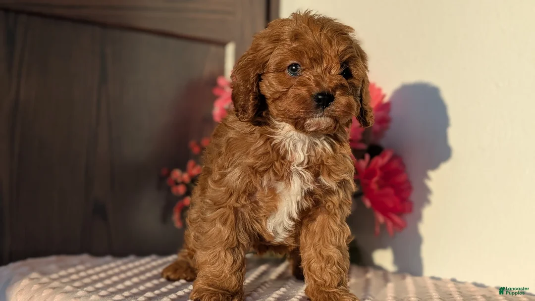 Cavapoo dogs for sale: Turbo  - Ad 5