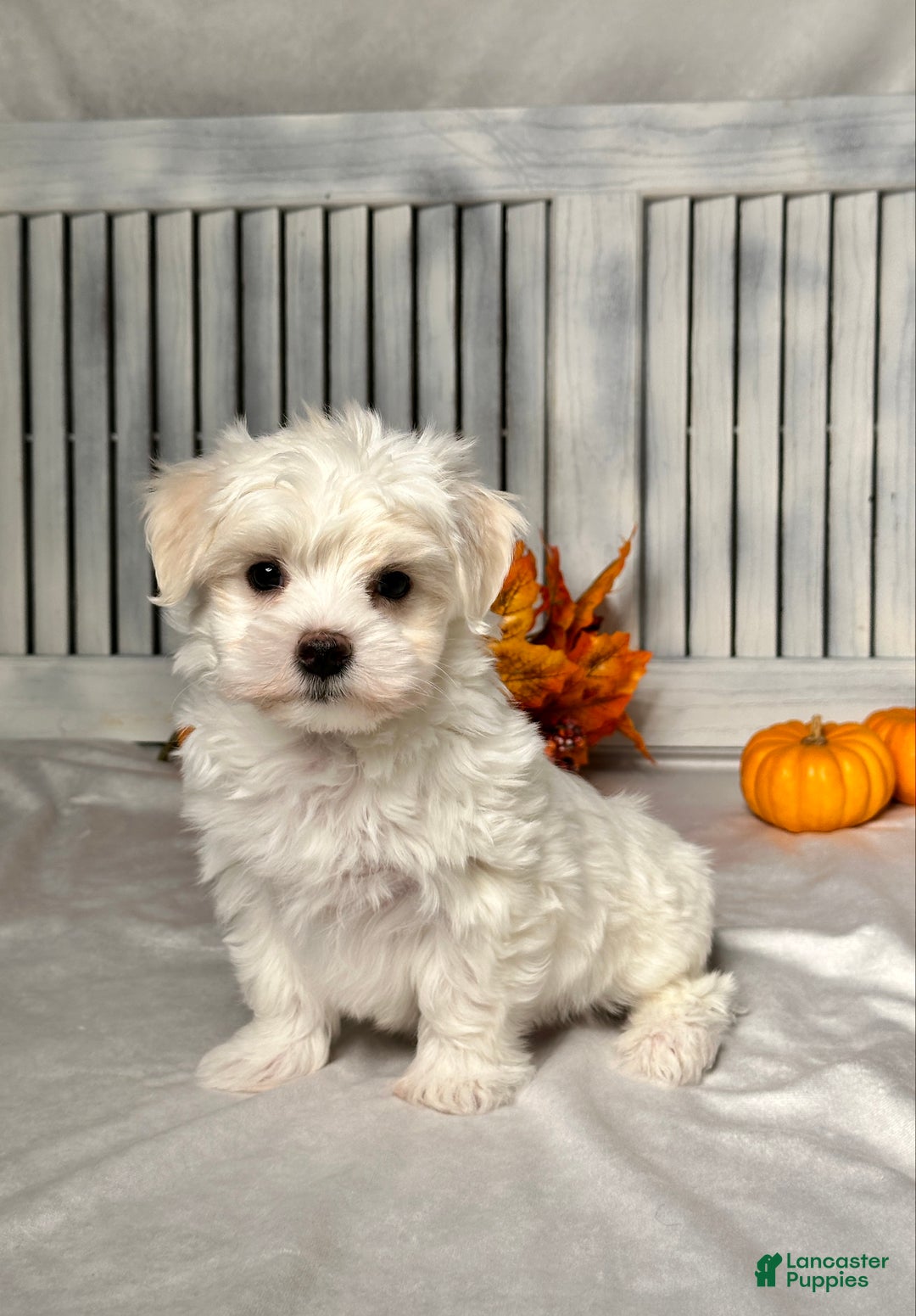 Maltese dogs for sale: Eli - Ad 3