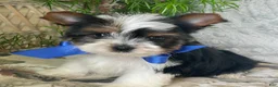 Biewer Terrier dogs for sale: Whisper - Ad 10
