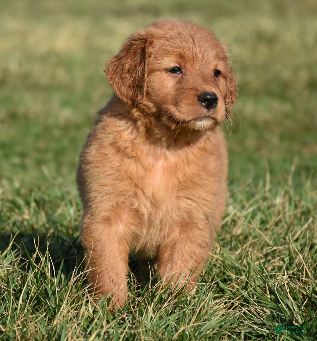 Golden Retriever dogs for sale: Pansy   Genetic/OFA - Ad 2