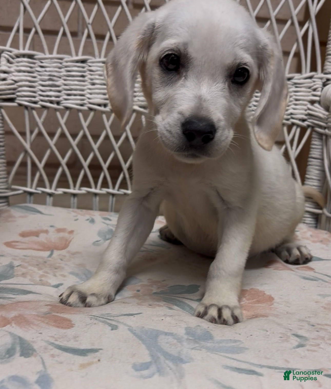 Labrador Retriever dogs for sale: Labrador Retriever Jackie - Ad 65